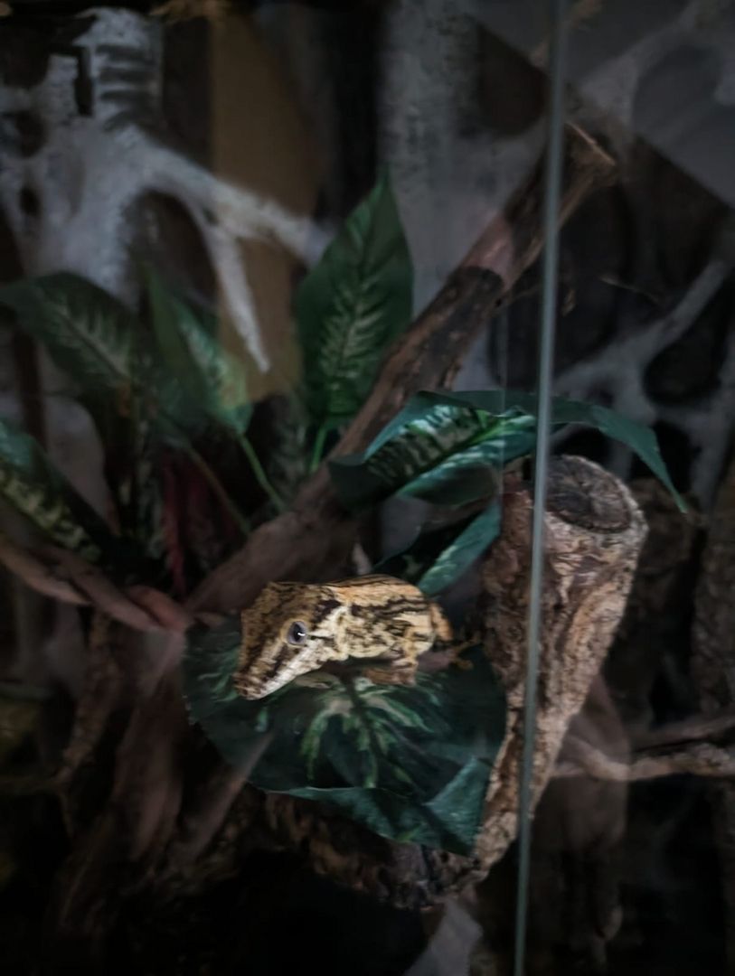 Gargoylegecko 1.0 Adult Gargoylegecko 1.0 Adult