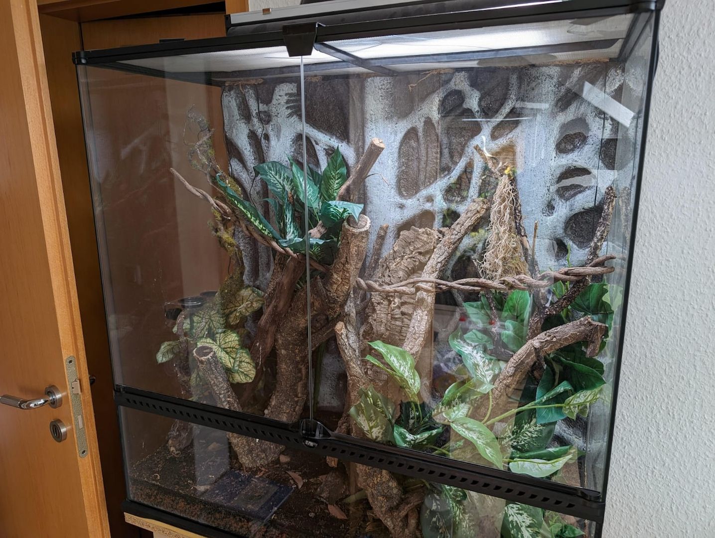 Gargoylegecko 1.0 Adult Gargoylegecko 1.0 Adult