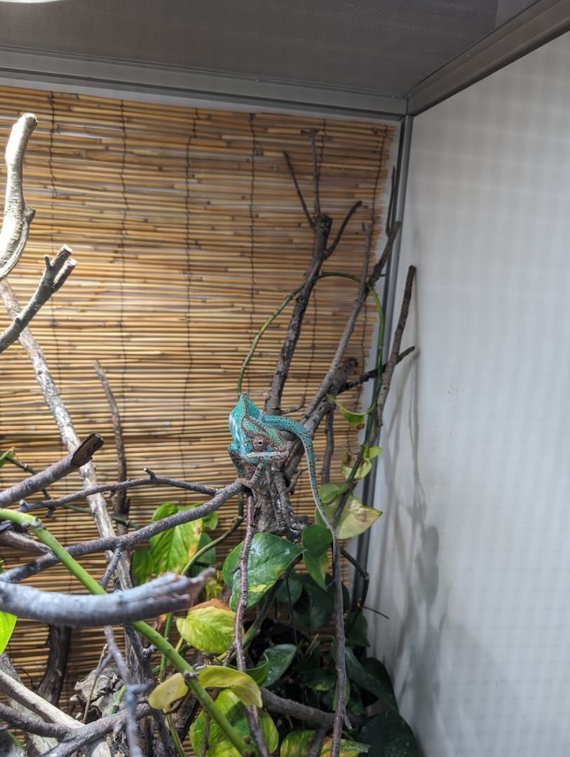 Pantherchamäleon 1.0 Pantherchamäleon 1.0