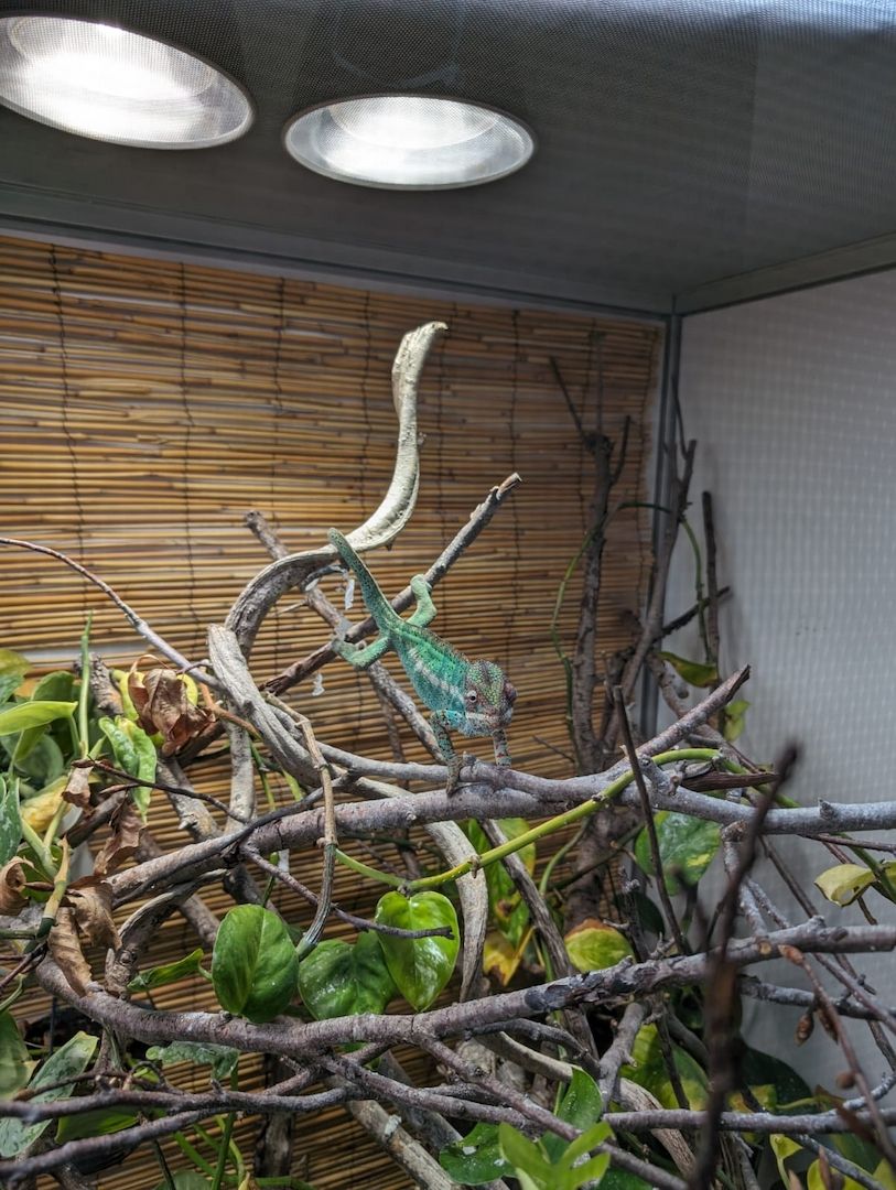 Pantherchamäleon 1.0 Pantherchamäleon 1.0