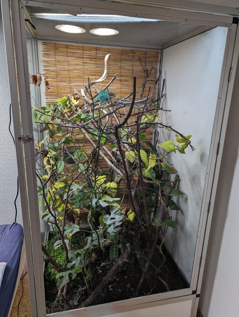 Pantherchamäleon 1.0 Pantherchamäleon 1.0