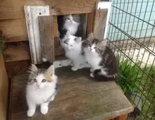 Entzückende Siberain-Kätzchen