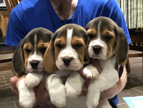 entzückende Beagle-Welpen