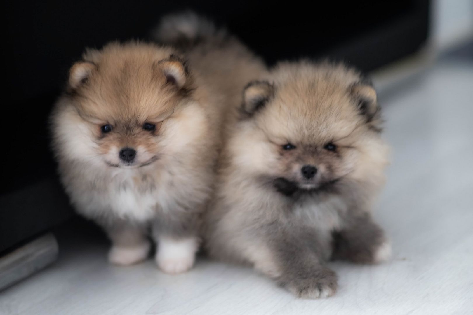 Pomeranian Zwergspitz Welpen Pomeranian Zwergspitz Welpen