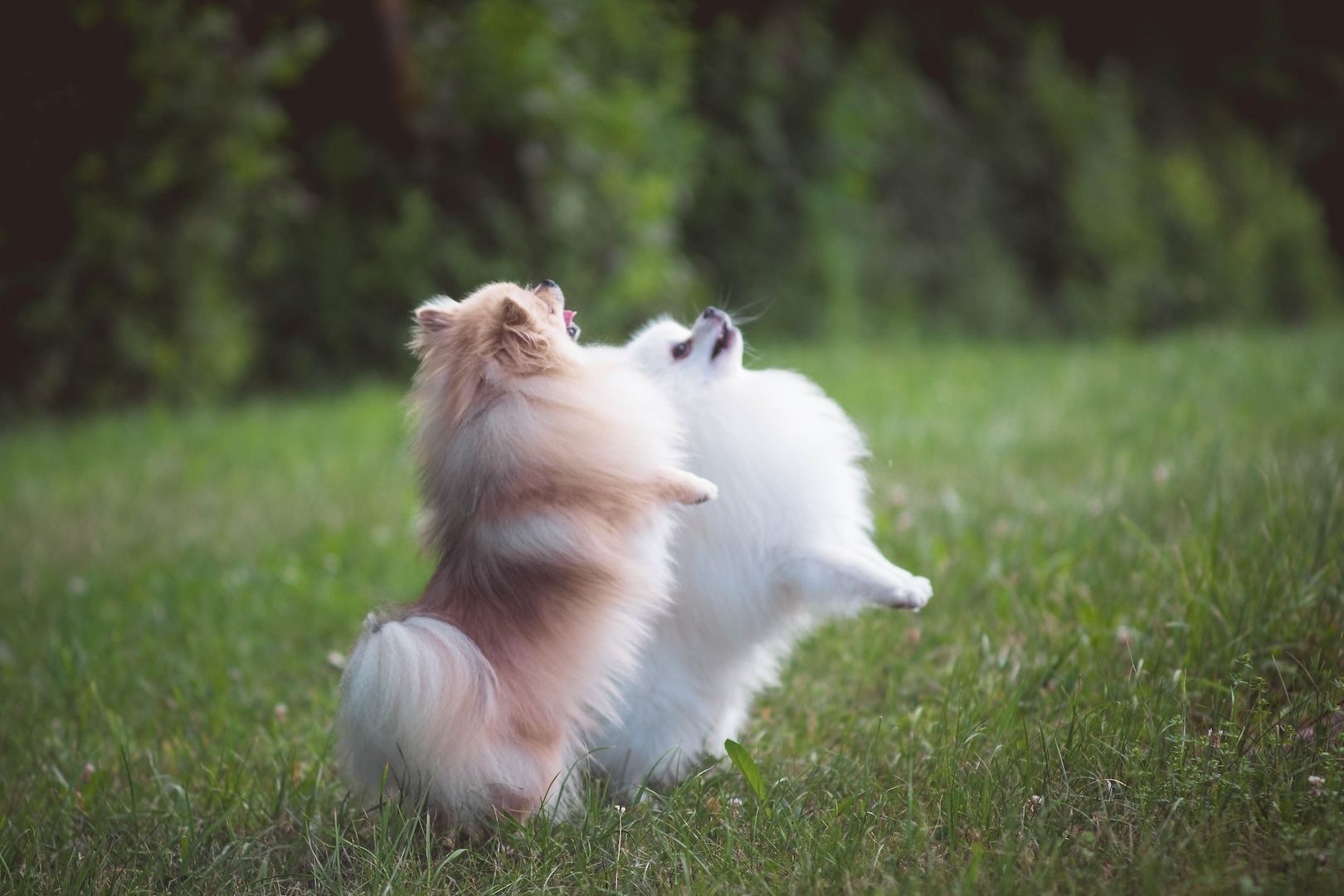 Pomeranian Zwergspitz Welpen Pomeranian Zwergspitz Welpen
