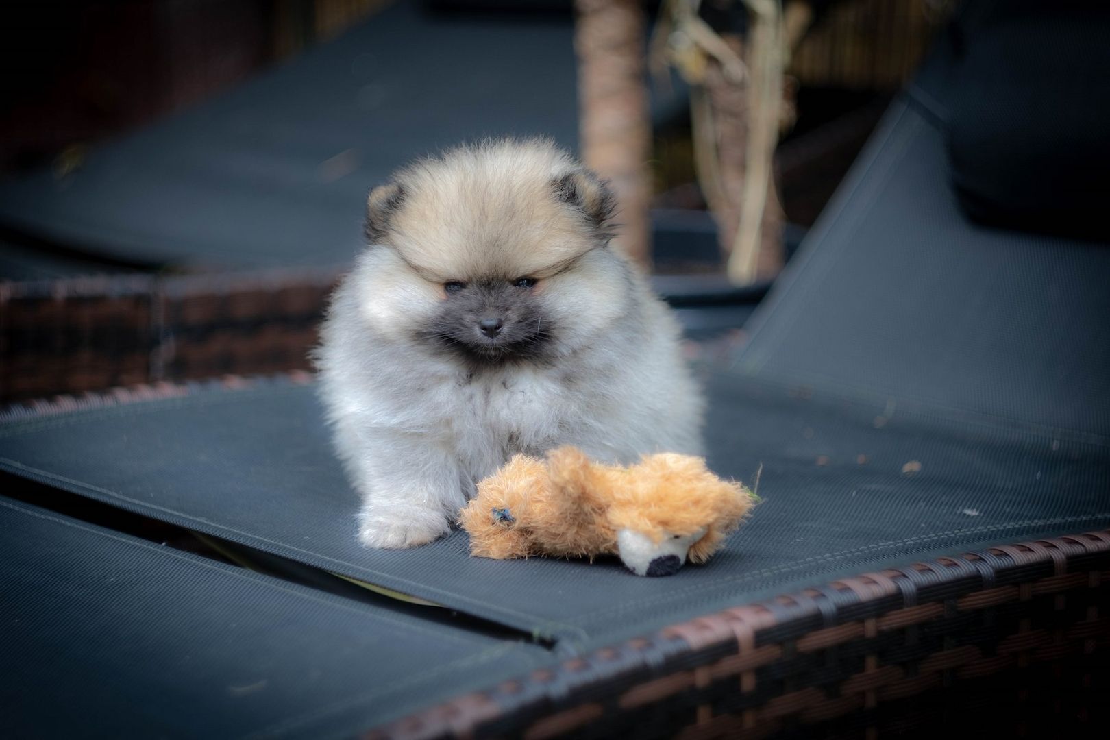 Pomeranian Zwergspitz Welpen Pomeranian Zwergspitz Welpen