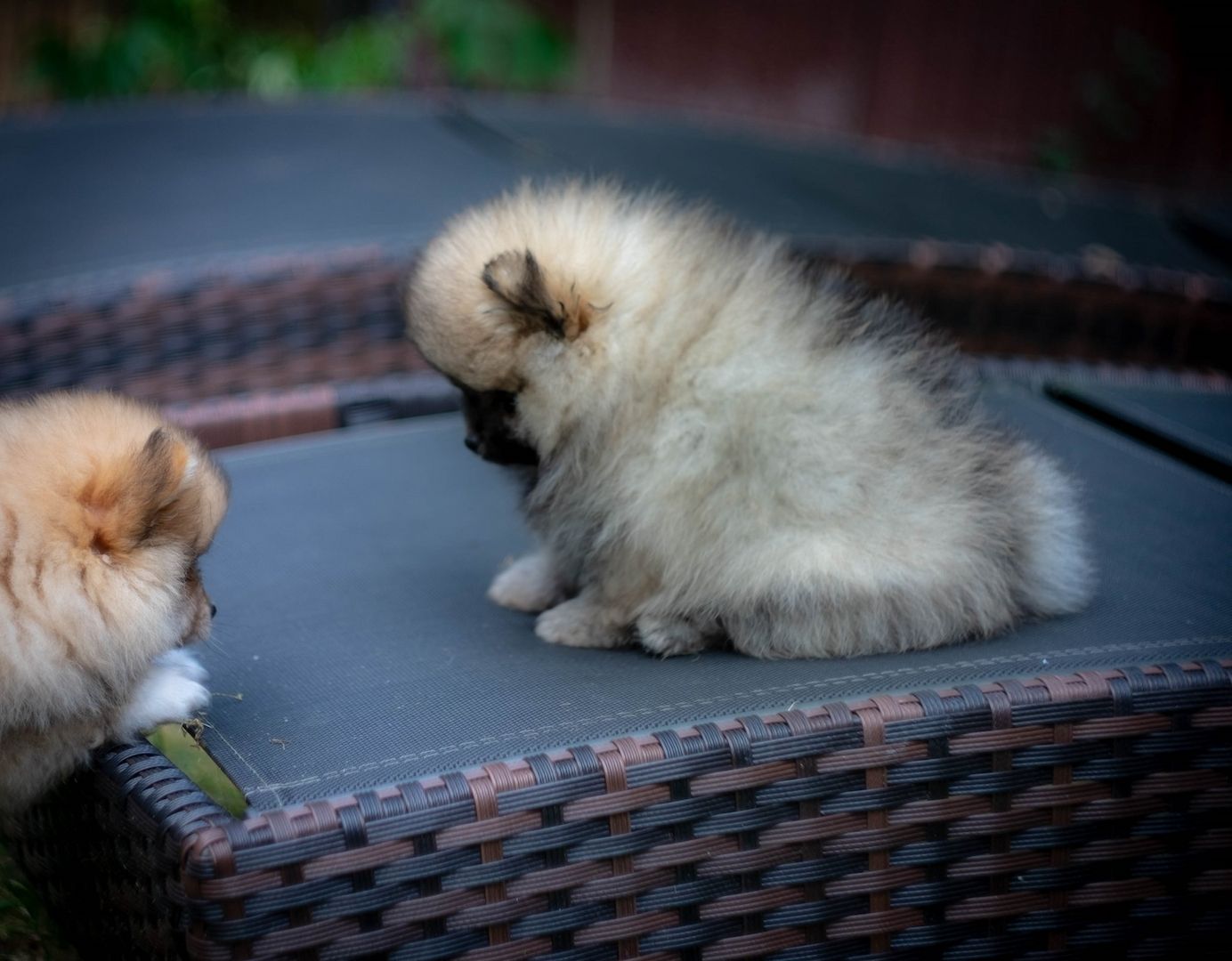 Pomeranian Zwergspitz Welpen Pomeranian Zwergspitz Welpen