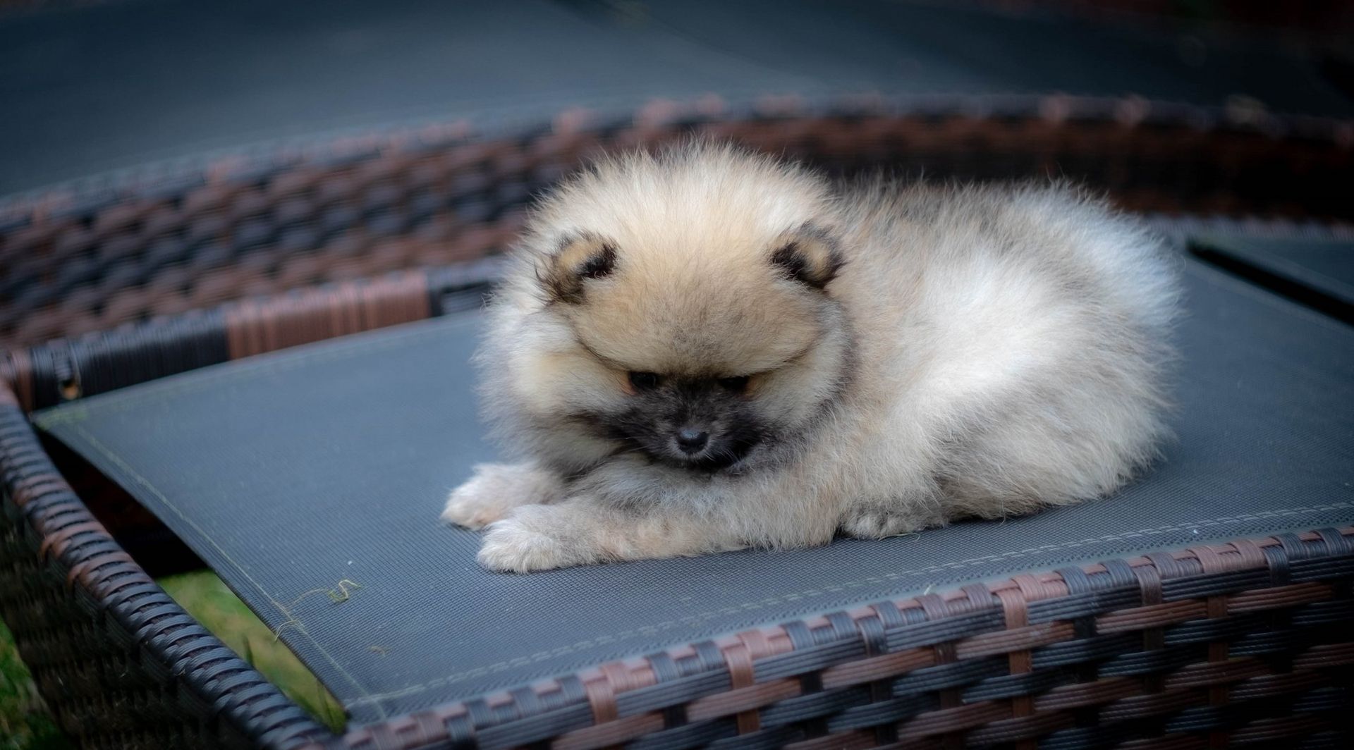 Pomeranian Zwergspitz Welpen Pomeranian Zwergspitz Welpen