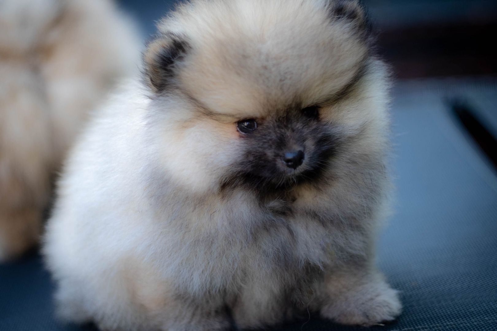Pomeranian Zwergspitz Welpen Pomeranian Zwergspitz Welpen