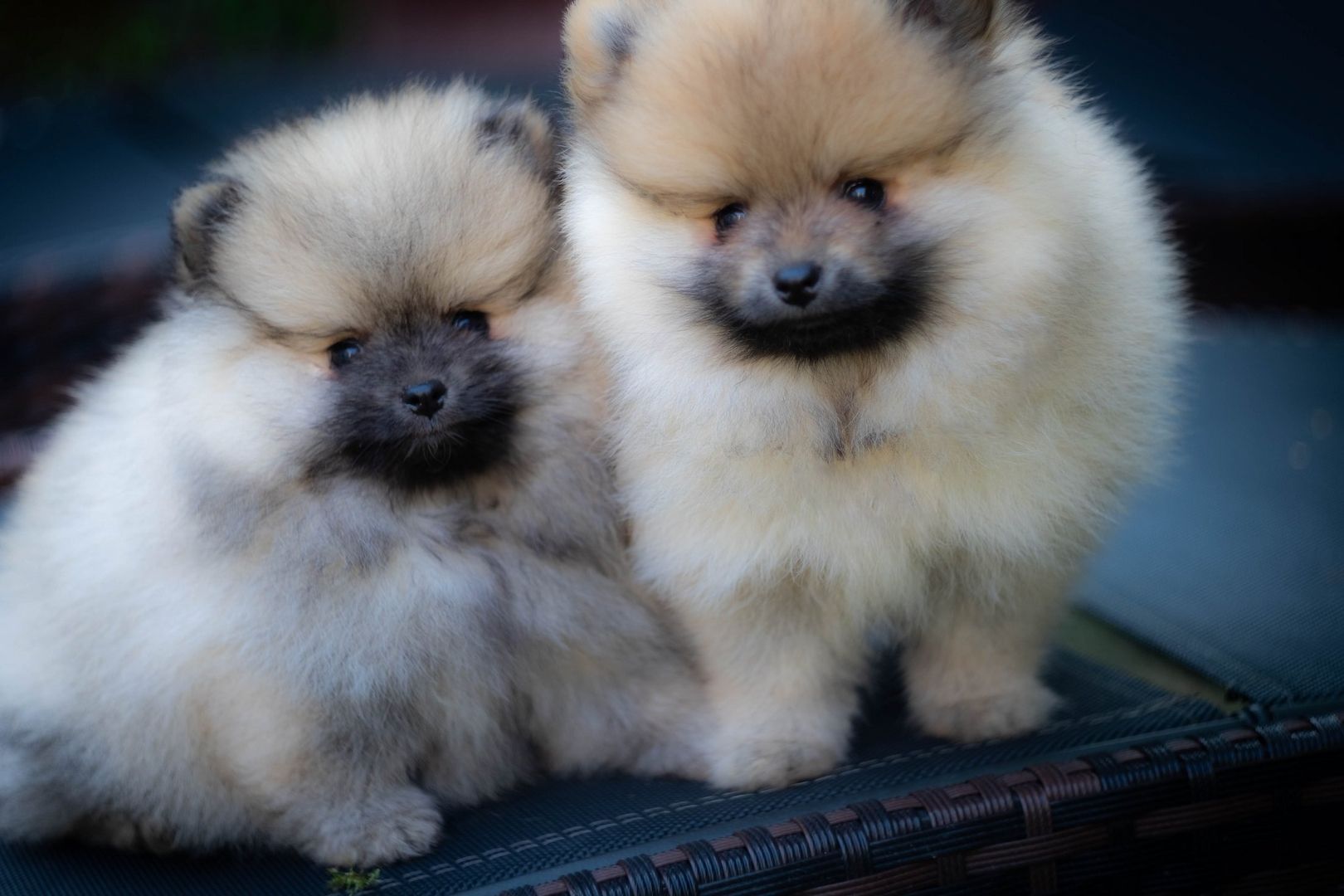 Pomeranian Zwergspitz Welpen Pomeranian Zwergspitz Welpen