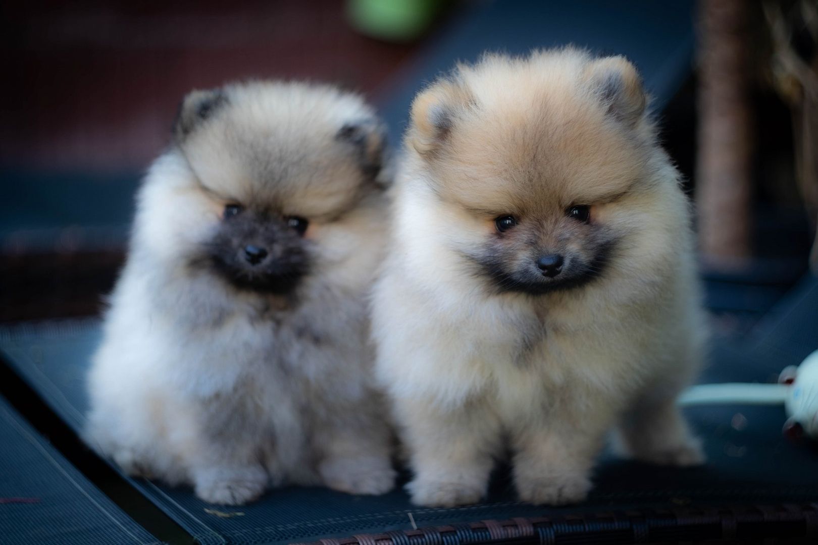 Pomeranian Zwergspitz Welpen Pomeranian Zwergspitz Welpen