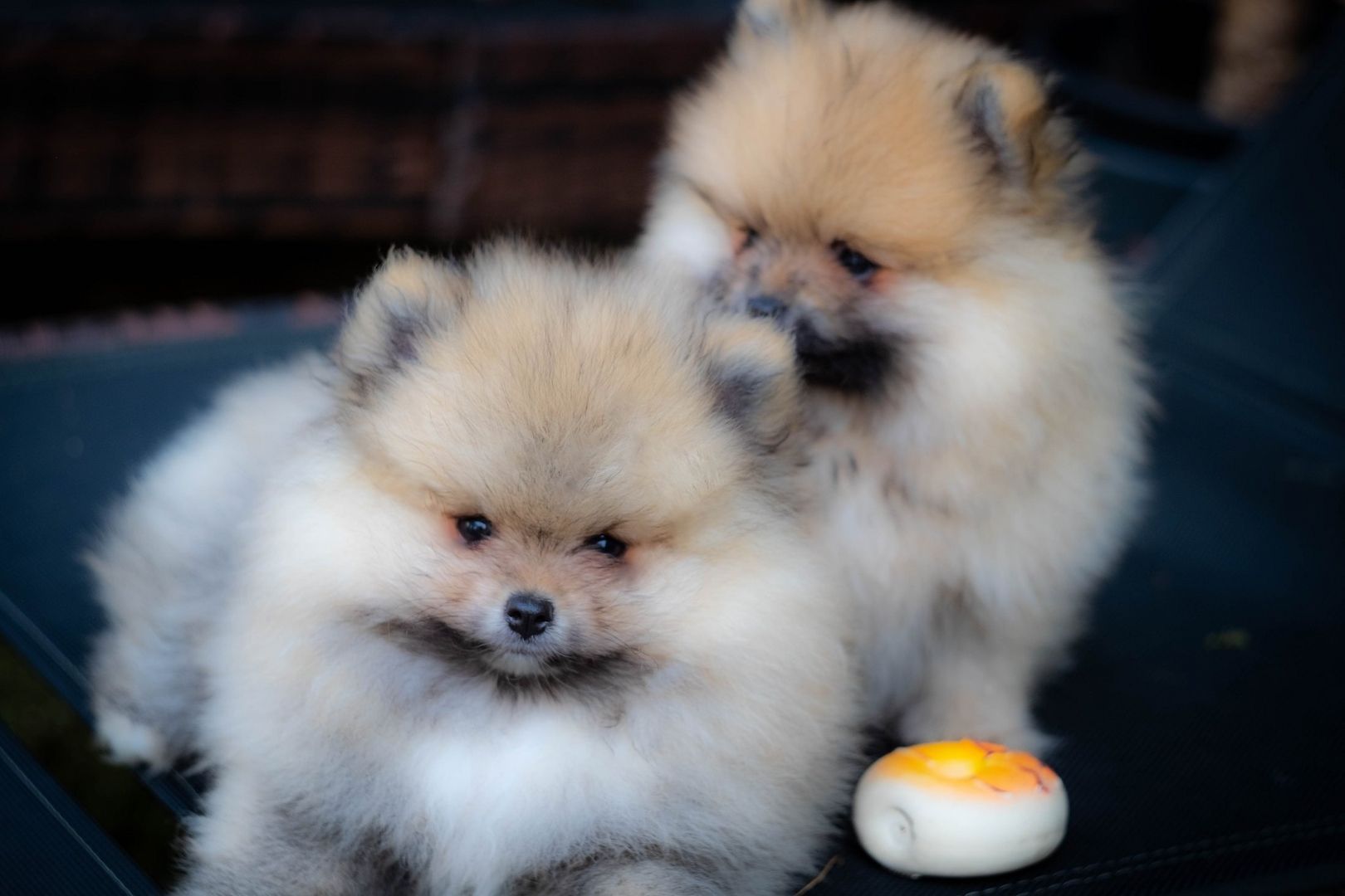 Pomeranian Zwergspitz Welpen Pomeranian Zwergspitz Welpen