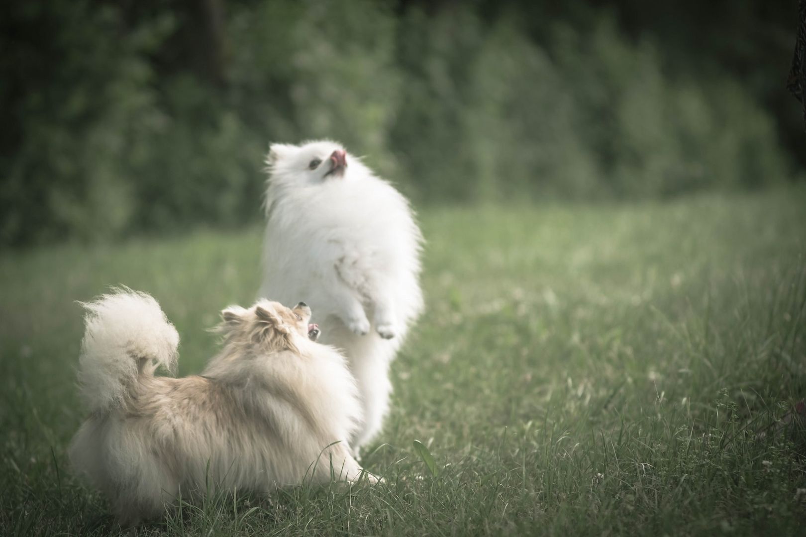 Pomeranian Zwergspitz Welpen Pomeranian Zwergspitz Welpen