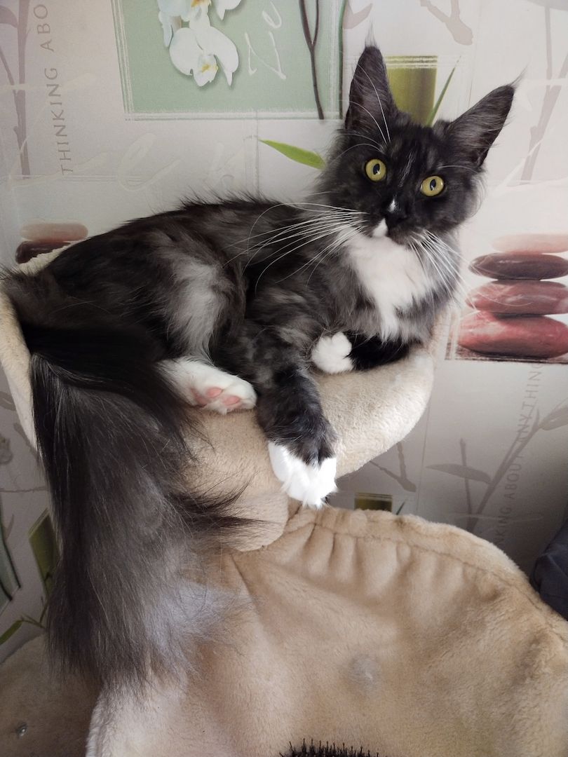 Main Coon sucht neues Zuhause