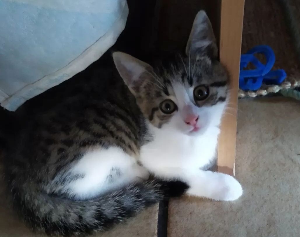 Katzen Babys EKH suchen ein Zuhause