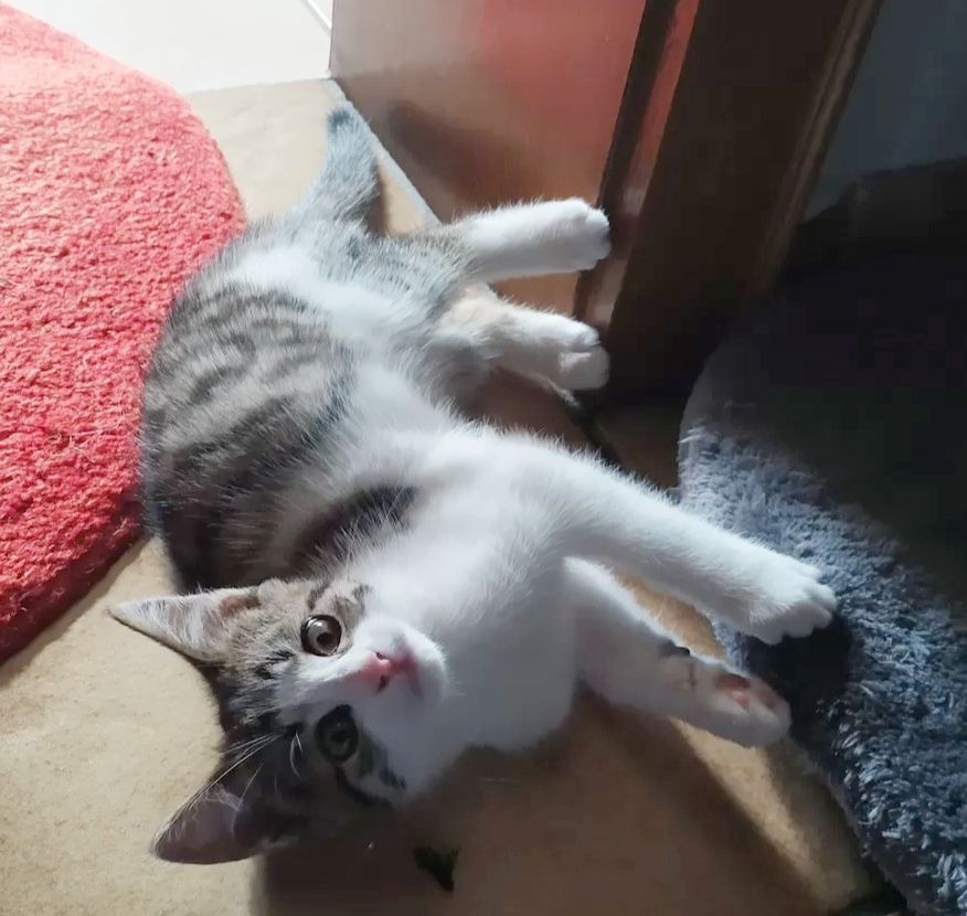 Katzen Babys EKH suchen ein Zuhause