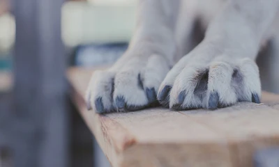 Krallen schneiden Hund: Ein Ratgeber mit praktischen Tipps 