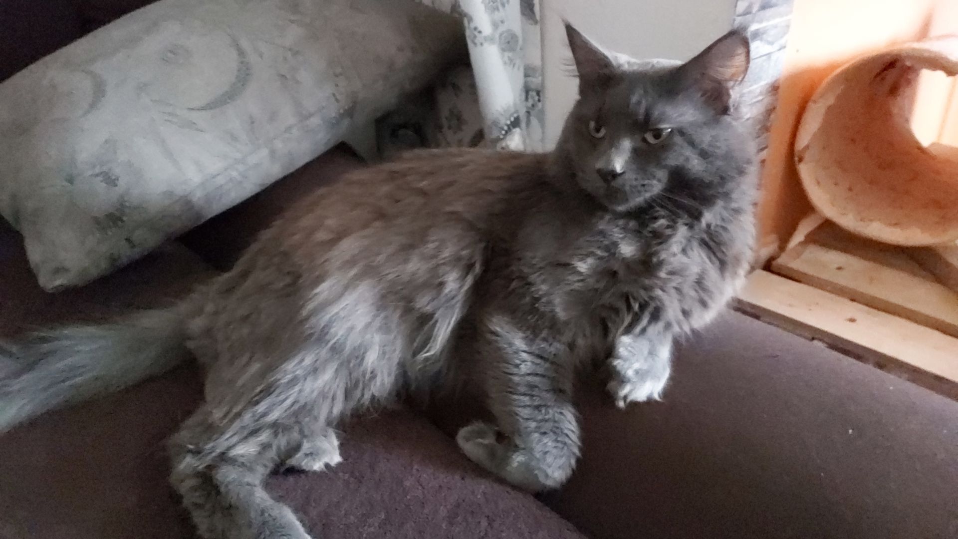 Maine coon kater 1,5 jahre nicht kastriert Maine coon kater 1,5 jahre nicht kastriert