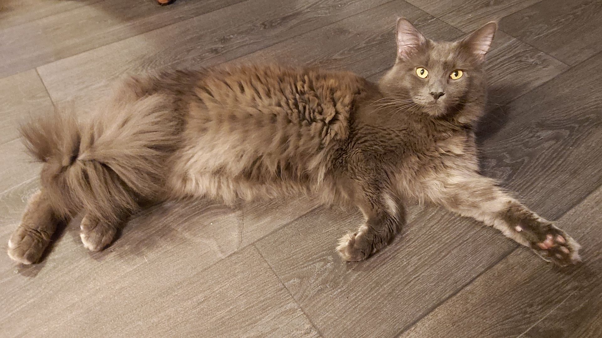 Maine coon kater 1,5 jahre nicht kastriert Maine coon kater 1,5 jahre nicht kastriert