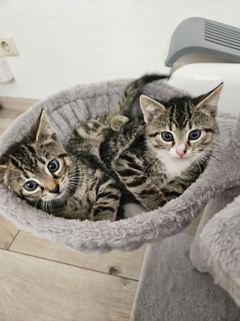 Zwei Katzen abzugeben Zwei Katzen abzugeben