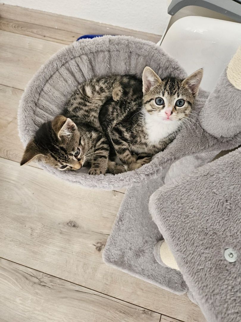 Zwei Katzen abzugeben Zwei Katzen abzugeben