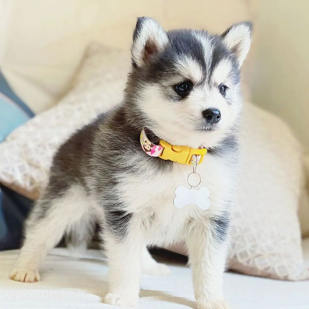 Pomsky Welpen zu verkaufen