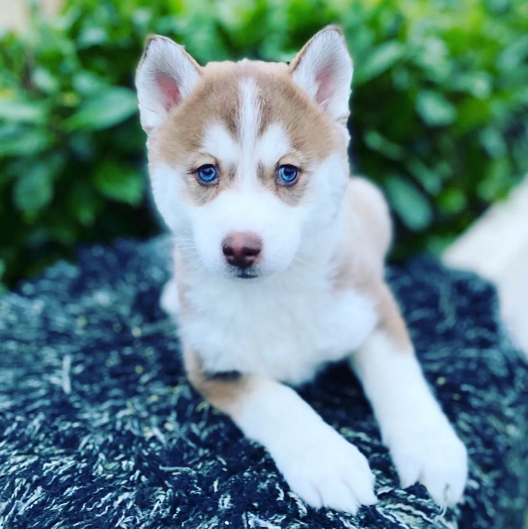 Pomsky Welpen zu verkaufen
