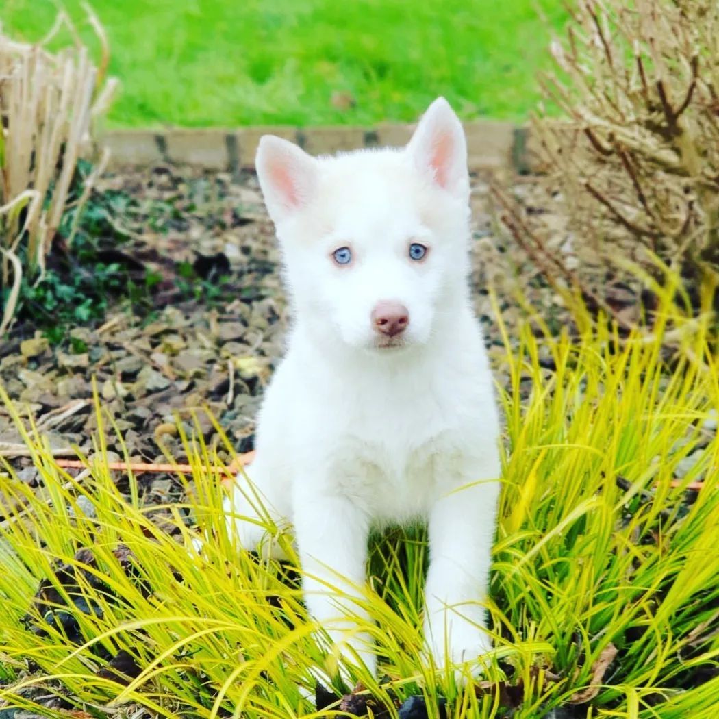Pomsky Welpen zu verkaufen