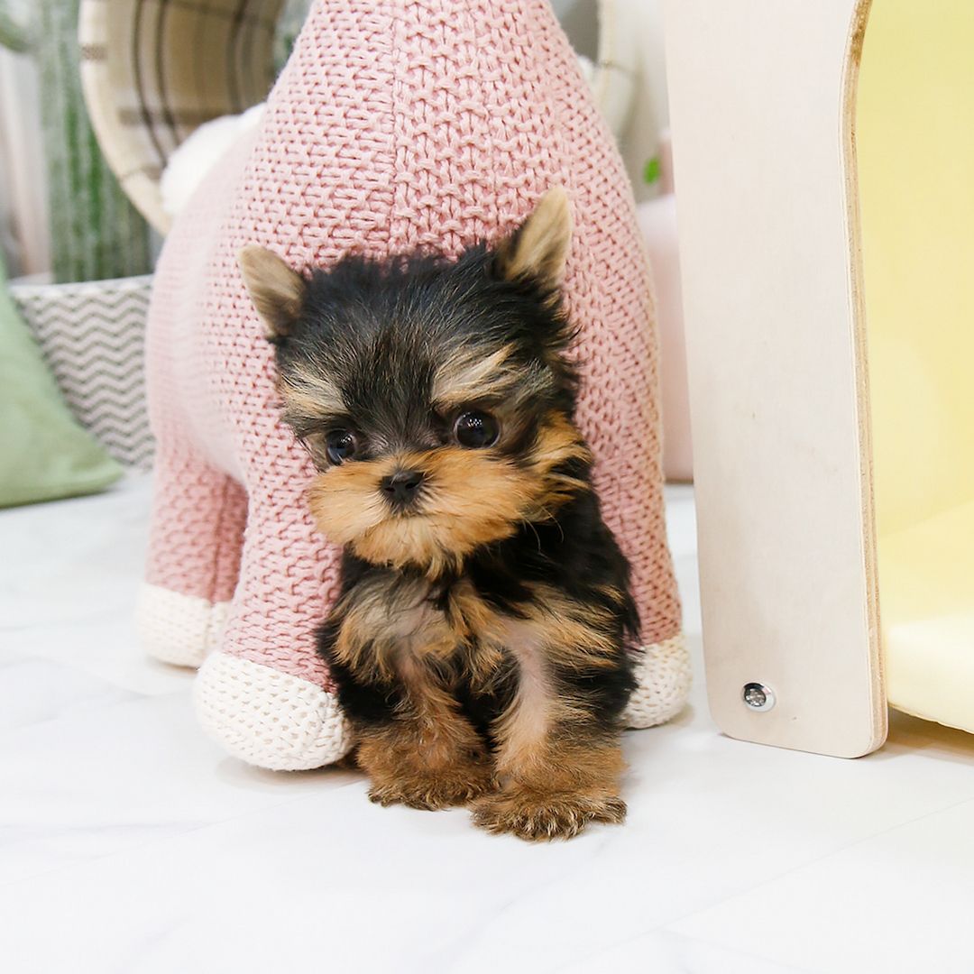 Reinrassige Yorkie Welpen zu verkaufen Reinrassige Yorkie Welpen zu verkaufen