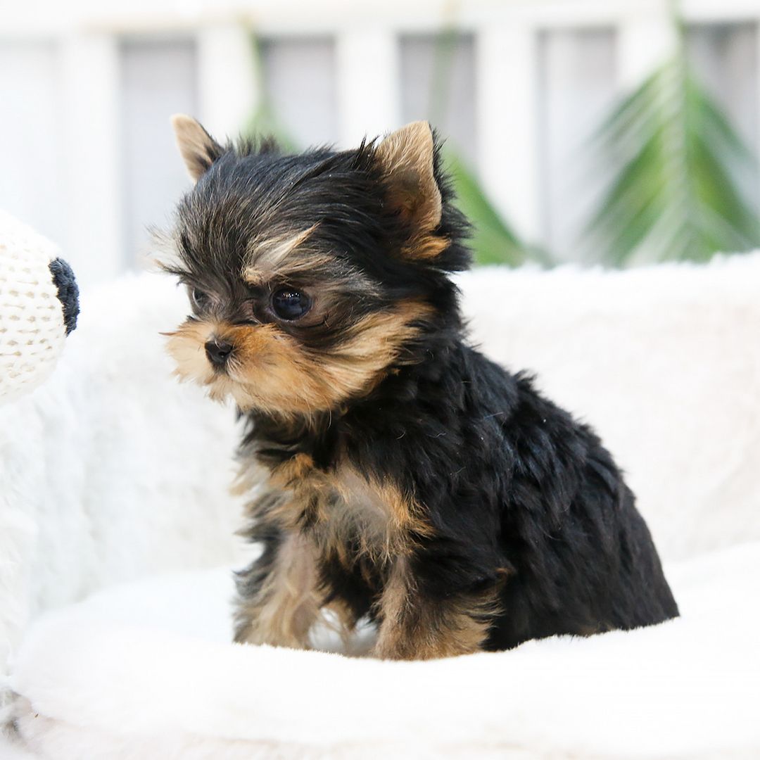Reinrassige Yorkie Welpen zu verkaufen Reinrassige Yorkie Welpen zu verkaufen