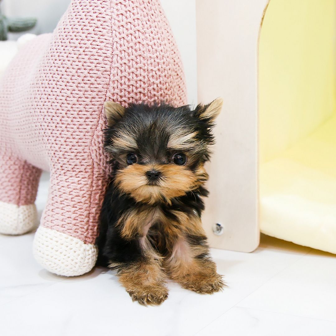 Reinrassige Yorkie Welpen zu verkaufen Reinrassige Yorkie Welpen zu verkaufen