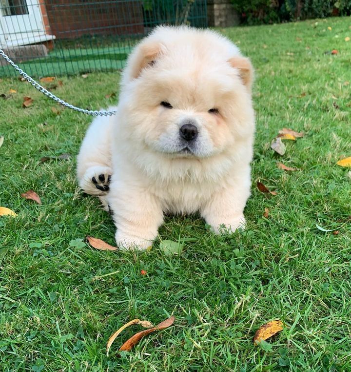 Süße Chow-Chow-Welpen