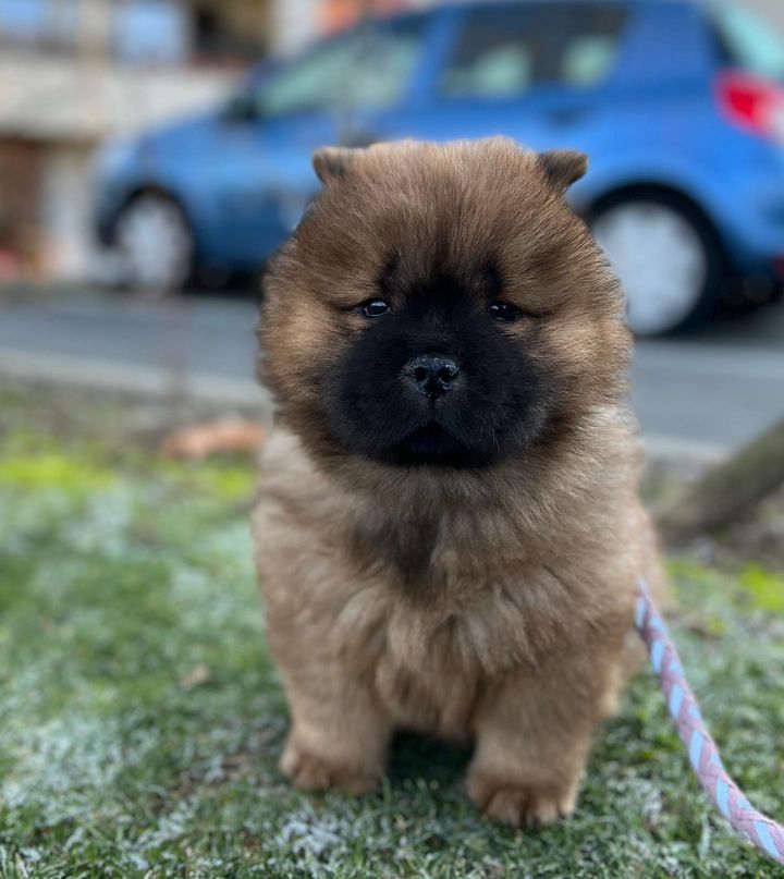 Süße Chow-Chow-Welpen