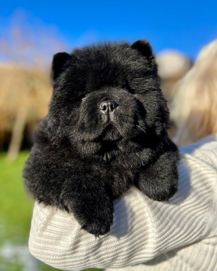 Süße Chow-Chow-Welpen