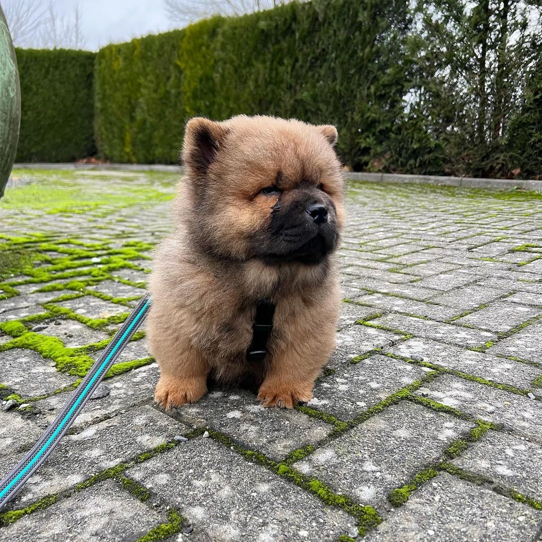 Süße Chow-Chow-Welpen
