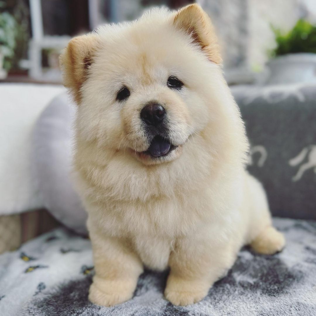 Süße Chow-Chow-Welpen