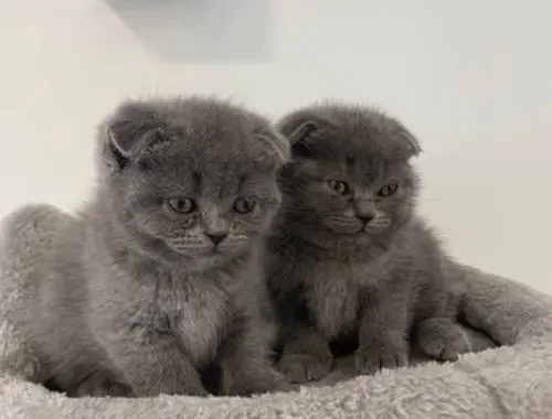 Hervorragende Scottish Fold-Kätzchen