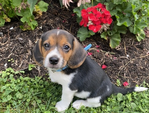 Wunderschöne Beagle-Welpen