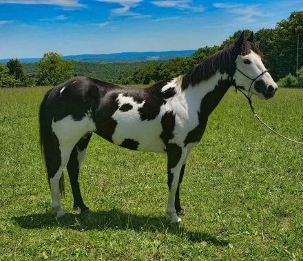 Schwarz-weiße APHA-Stute