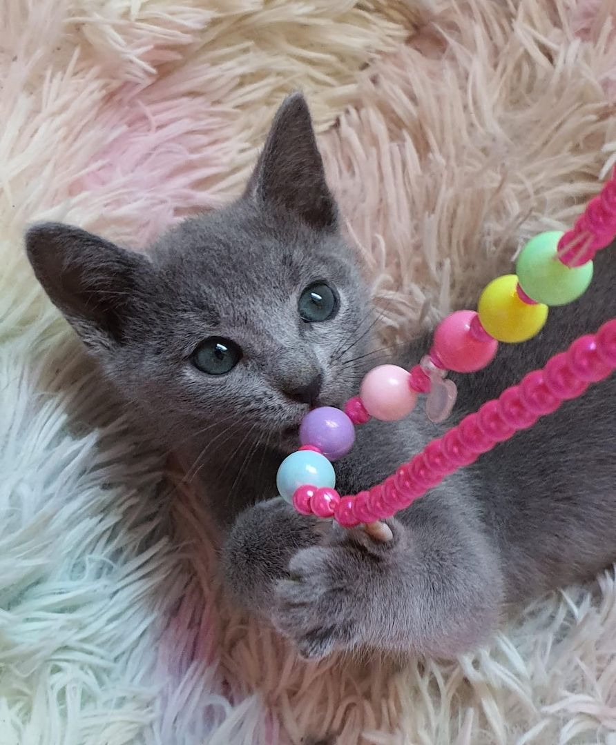 Dürfen ausziehen, russisch blau kitten Kater, Katze, Champion Linie, Maine Coon, siam