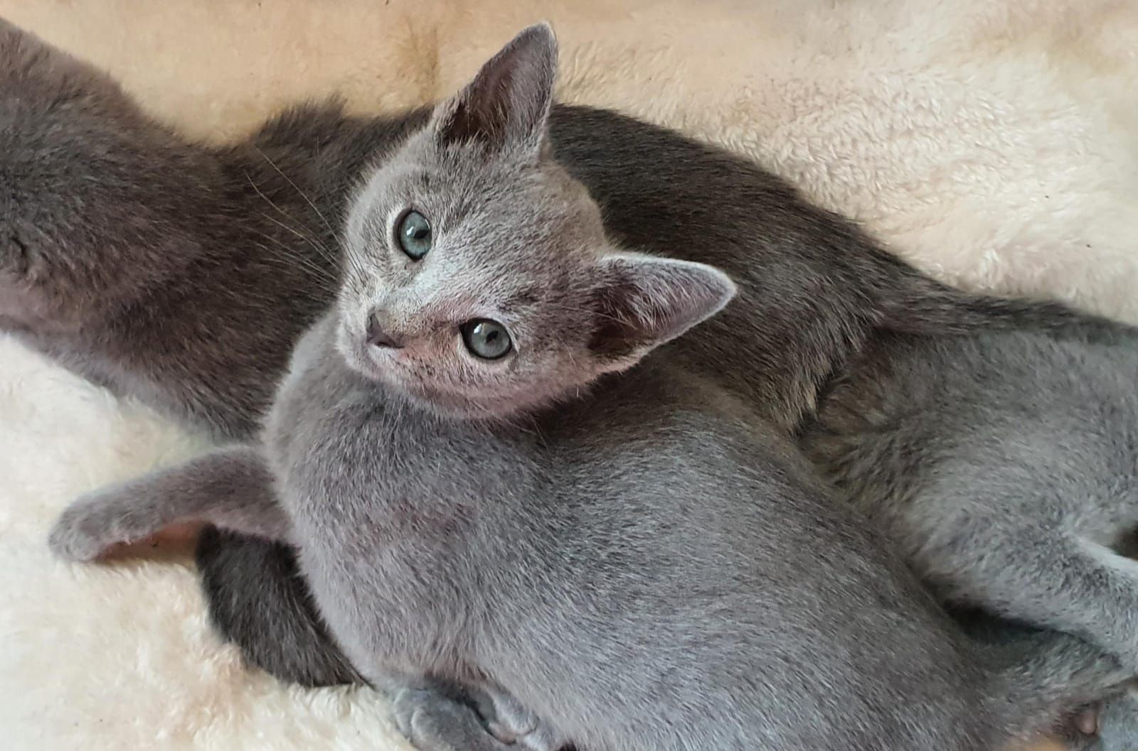 Dürfen ausziehen, russisch blau kitten Kater, Katze, Champion Linie, Maine Coon, siam