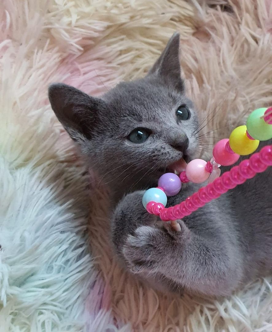 Dürfen ausziehen, russisch blau kitten Kater, Katze, Champion Linie, Maine Coon, siam