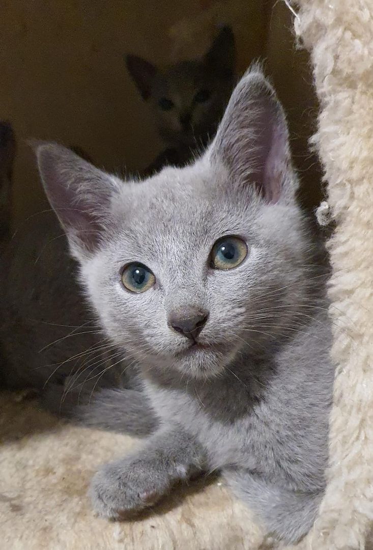 Dürfen ausziehen, russisch blau kitten Kater, Katze, Champion Linie, Maine Coon, siam