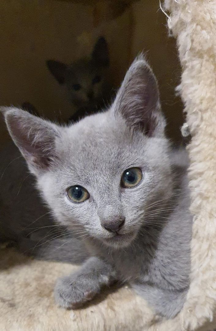 Dürfen ausziehen, russisch blau kitten Kater, Katze, Champion Linie, Maine Coon, siam