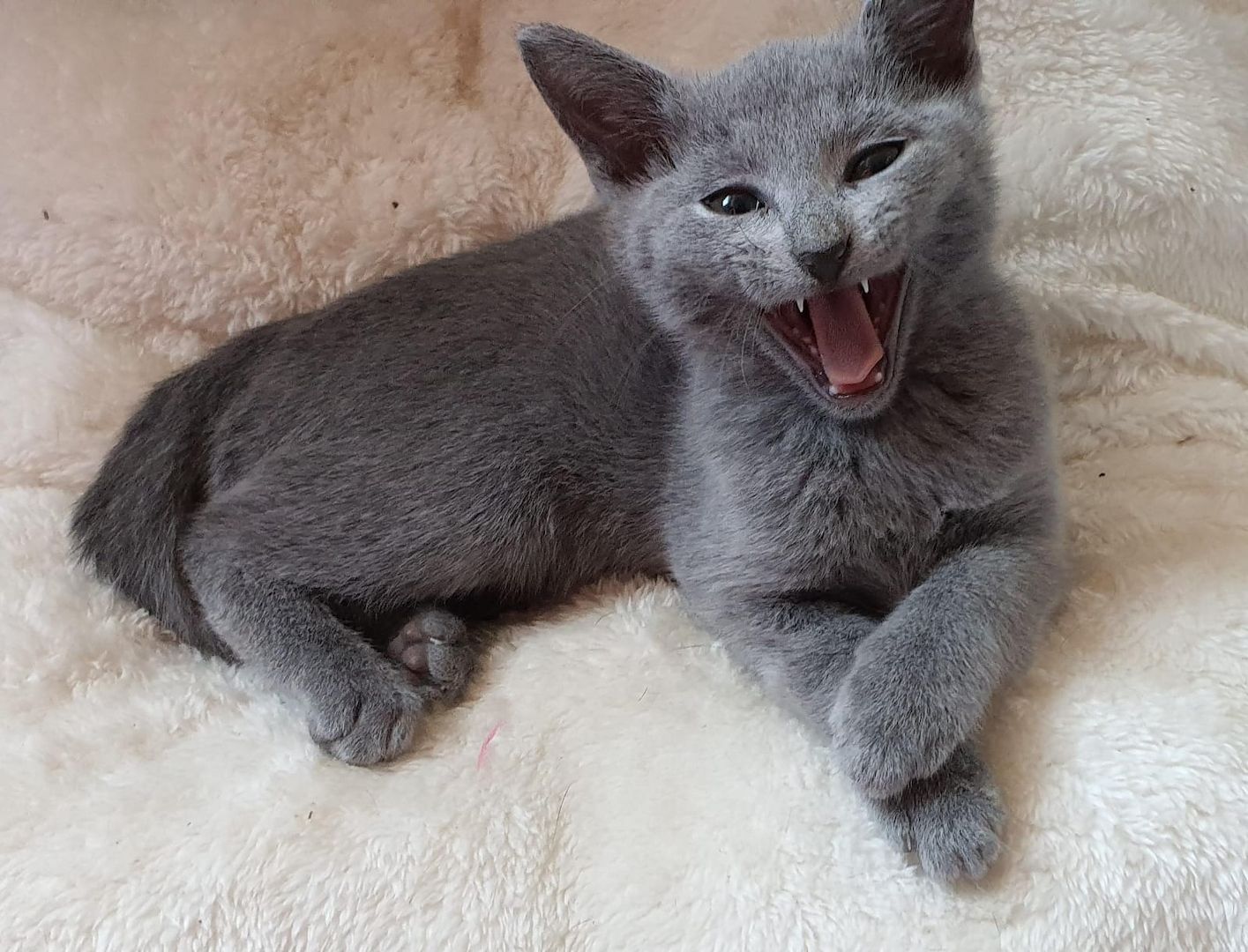 Dürfen ausziehen, russisch blau kitten Kater, Katze, Champion Linie, Maine Coon, siam