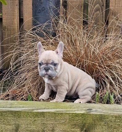 Bescheidene Französische Bulldoggenwelpen brauchen ein neues Zuhause Bescheidene Französische Bulldoggenwelpen brauchen ein neues Zuhause