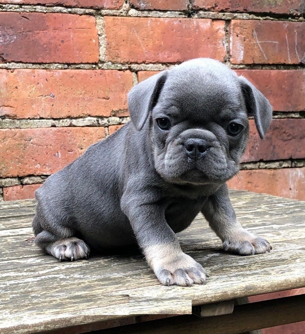 Bescheidene Französische Bulldoggenwelpen brauchen ein neues Zuhause Bescheidene Französische Bulldoggenwelpen brauchen ein neues Zuhause