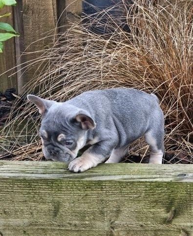 Bescheidene Französische Bulldoggenwelpen brauchen ein neues Zuhause Bescheidene Französische Bulldoggenwelpen brauchen ein neues Zuhause