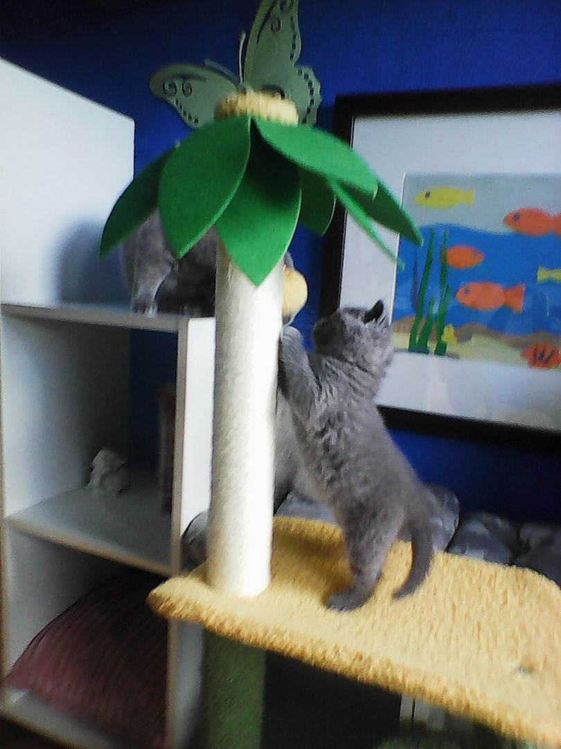 bkh  blaubärchen suchen  gutes  zuhause