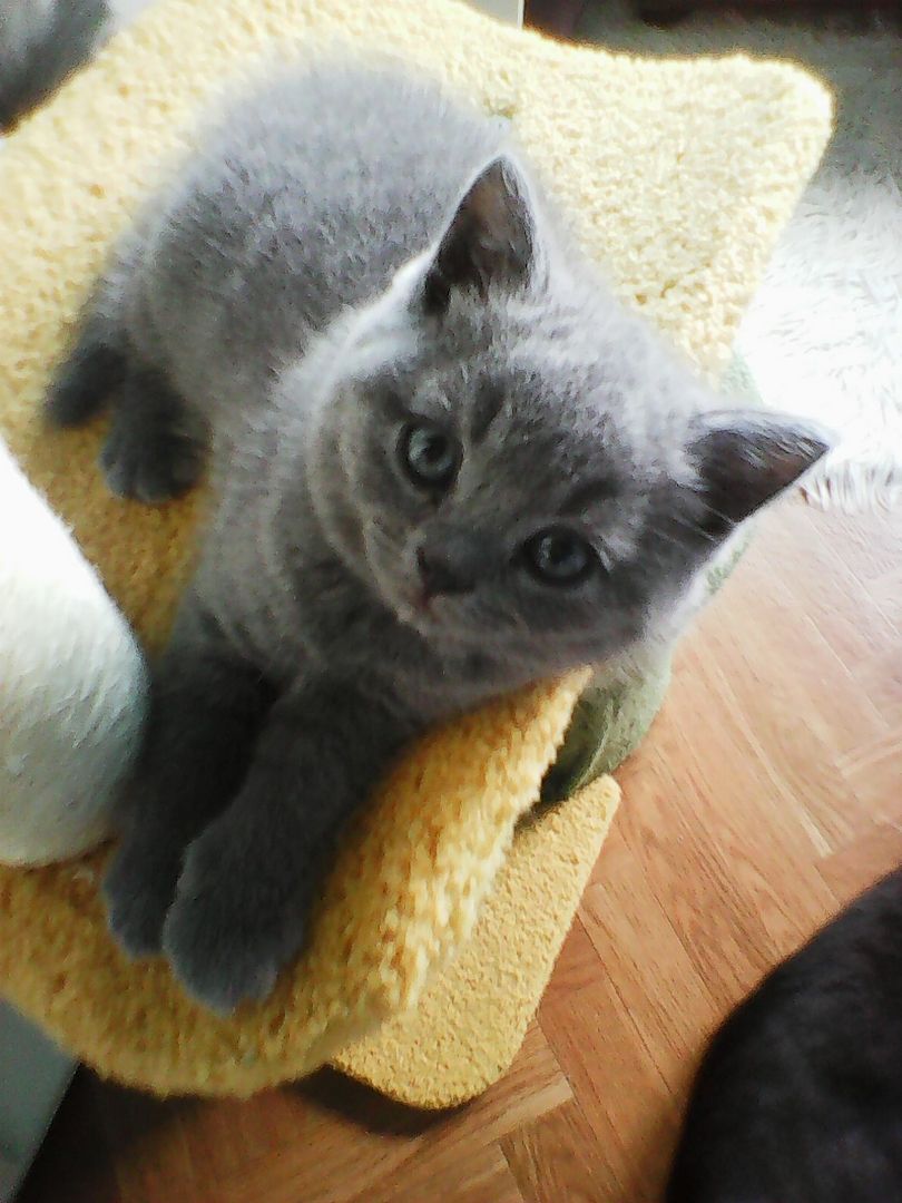 bkh  blaubärchen suchen  gutes  zuhause